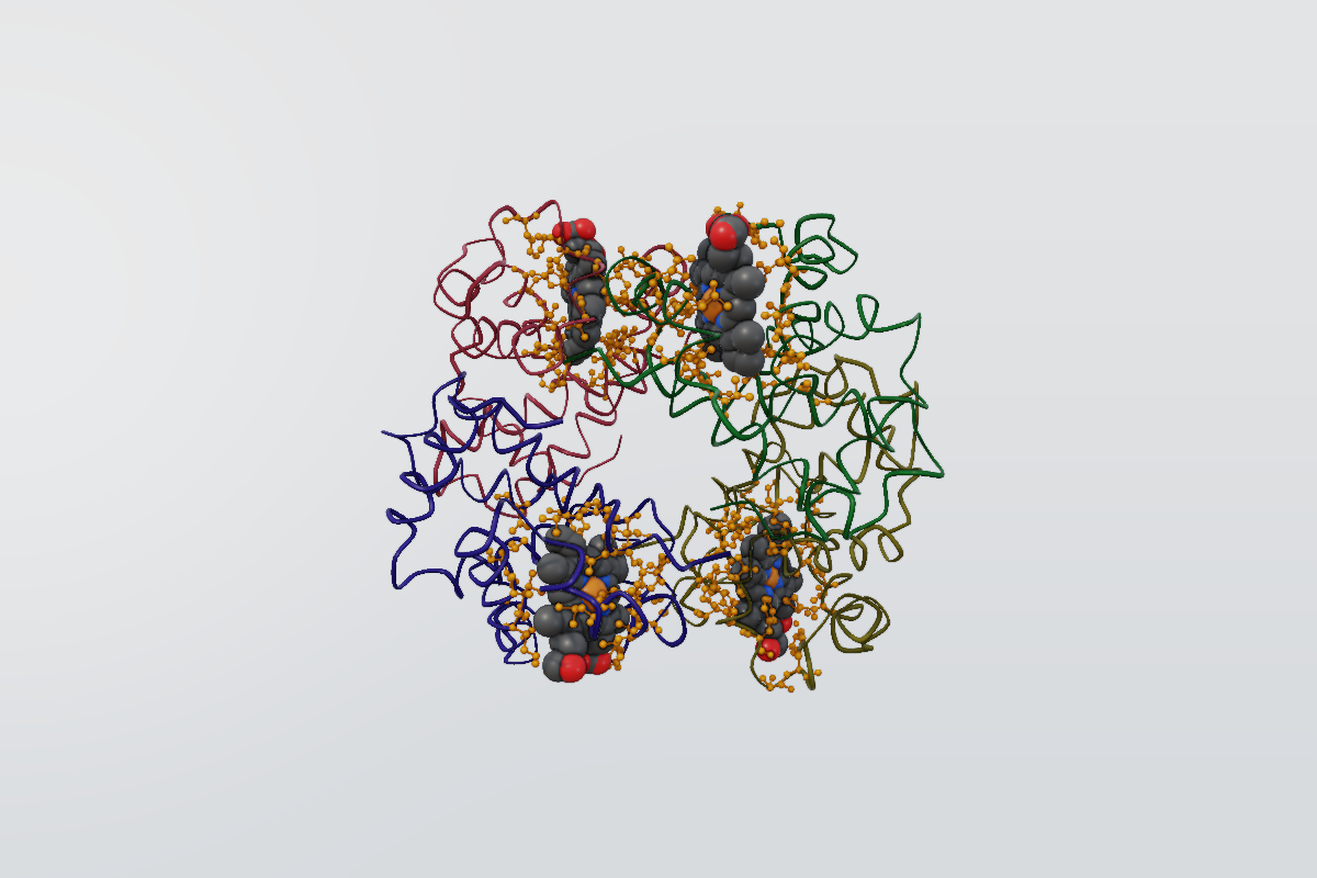 Haemoglobin rendered by MolGFX with heme groups and an orange local protein pocket